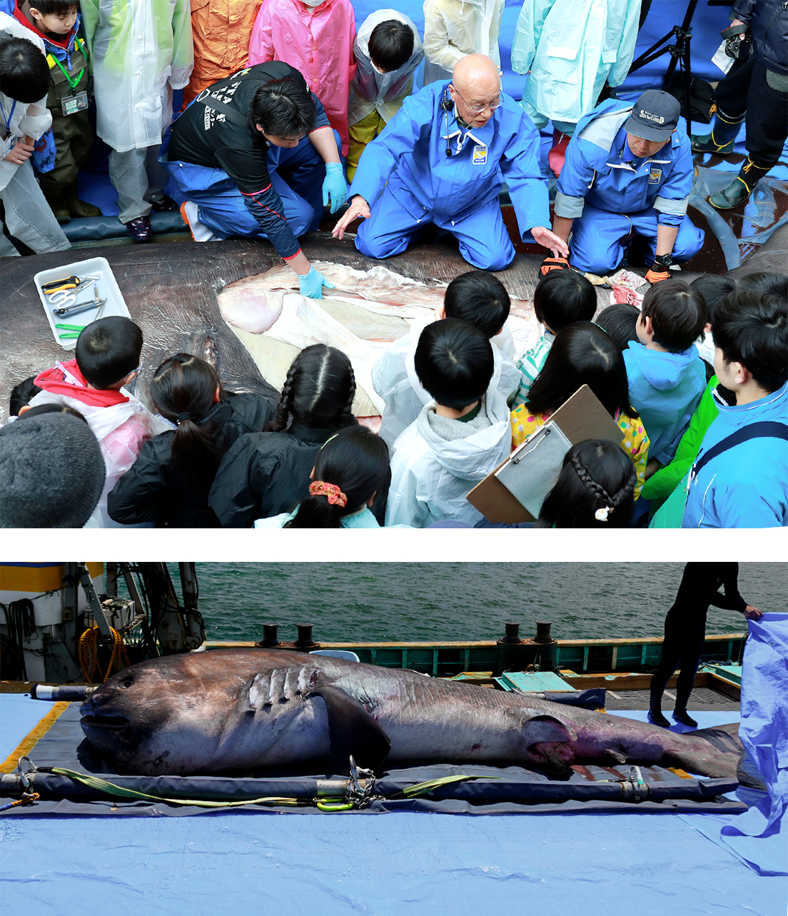 幻のサメの“軟骨”を骨格標本に鴨川シーワールドの前代未聞の挑戦 